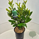 Prunus I. 'Rotundifolia' 40-50 cm 6,5L