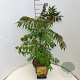 Rhus glabra 'Laciniata' 60-80 cm 10L