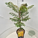 Rhus glabra 'Laciniata' 60-80 cm 10L