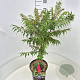 Rhus typhina 'Dissecta' 60-80 cm 10L