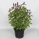 Agastache Beelicious Purple GM P9