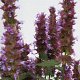 Agastache Beelicious Purple GM P9