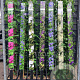 Clematis terniflora 'Early Snow' 150-175 cm vierkant rond 5,5L