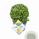 Ilex crenata Dark Green 20 cm op rozenpot 3L bol potgekweekt