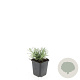 Lavandula ang. 'Munstead' GM P9
