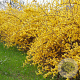 Forsythia Marée d'Or 20-25 cm 3,0L