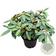 Rhododendron (Y) 'Bohl Roter Stern' 25-30 cm 5,0L