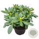 Rhododendron 'Sun Glory' 30-40 cm 5,0L struik