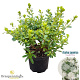 Rhododendron (AJ) 'Pleasant White' 20-25 cm 2,0L