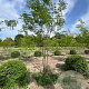 Gleditsia triacanthos inermis 350-400 cm draadkluit meerstammig