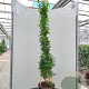 Abeliophyllum distichum 175-200 cm 20L met stok
