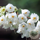 Halesia monticola 12-14 HO draadkluit