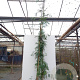 Acacia dealbata 200-250 cm 20L