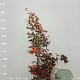 Acer pal. 'Osakazuki' 175-200 cm 35L