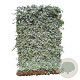 Hedera hel. 'Glacier' 120x180 container kant en klaar haag