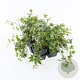 Hedera hel. 'White Ripple' 120x180 container kant en klaar haag