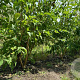 Heptacodium miconioides 200-250 cm draadkluit meerstammig
