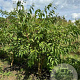 Heptacodium miconioides 200-250 cm draadkluit meerstammig
