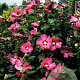 Hibiscus syr. 'Woodbridge' 90 cm stam 10L
