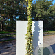 Hedera colchica 'Dentata Variegata' 200-250 cm 30L 3 stok