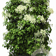 Hydrangea anomala petiolaris 180 hoog Haagelement 100Bx40D