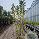 Malus 'Red Sentinel' 200-250 cm container meerstammig extra