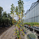 Malus 'Red Sentinel' 200-250 cm container meerstammig extra