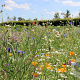 Romantic-Veldbloemen 2 (alle gronden, 50-100 cm) Innogreen 1 Kg