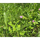 Staygreen 3 bijen & vlinders (alle gronden, 60-80 cm) Innogreen 1 Kg