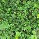 Staygreen 2 EPR eikenprocessierups (alle gronden, tot 60 cm) Innogreen 1 Kg