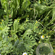 Staygreen 7 Wadi Innogreen 500 gram