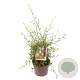 Ceanothus 'Snow Flurries' 30-40 cm 5,0L