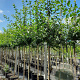 Prunus d. 'Opal' 8-10 HO container