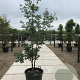 Acer griseum 200-250 cm cont. 80L