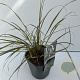 Anemanthele lessoniana 'Sirocco' 40-45 cm 2,0L vierkant