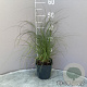 Bouteloua gracilis GM 2,0L