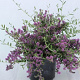 Buddleja alternifolia Unique 40-50 cm 5,0L