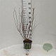 Callicarpa dichotoma 40-60 cm 3,0L