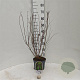 Callicarpa dichotoma 40-60 cm 3,0L