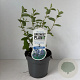 Ceanothus del. 'Gloire de Versaille 30-40 cm P17