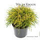 Chamaecyparis p. 'Sungold' 20-25 cm 2,0L