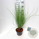 Cytisus praecox 'Albus' 30-40 cm 3,0L