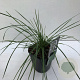 Deschampsia cesp. 'Goldtau' 35-40 HA 2,0L vierkant