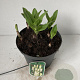 Eucomis autumnalis 25-30 cm 3,5L