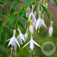 Fuchsia 'Hawkshead' 30-40 cm 3,0L