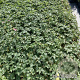 Geranium endressii 'Wargrave Pink' GM 2,0L