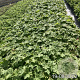 Geranium macr. 'Bevan's Variety' GM 2,0L