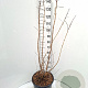 Heptacodium miconioides 125-150 cm 20L