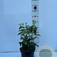 Heptacodium miconioides 30-40 cm 5,0L struik