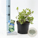 Hydrangea pan. 'Bombshell' 25-30 cm 2,0L